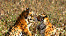 tadoba