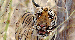 pench