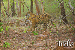 tadoba