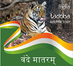 kalsubai