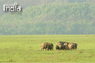 jimcorbett