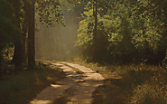 tadoba
