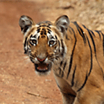 bandhavgarh