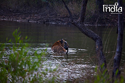 Tadoba