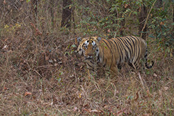 Tadoba