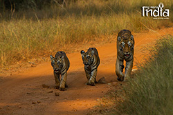 tadoba