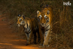 tadoba