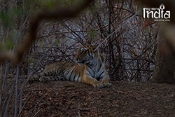 tadoba
