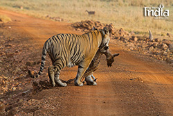 Tadoba