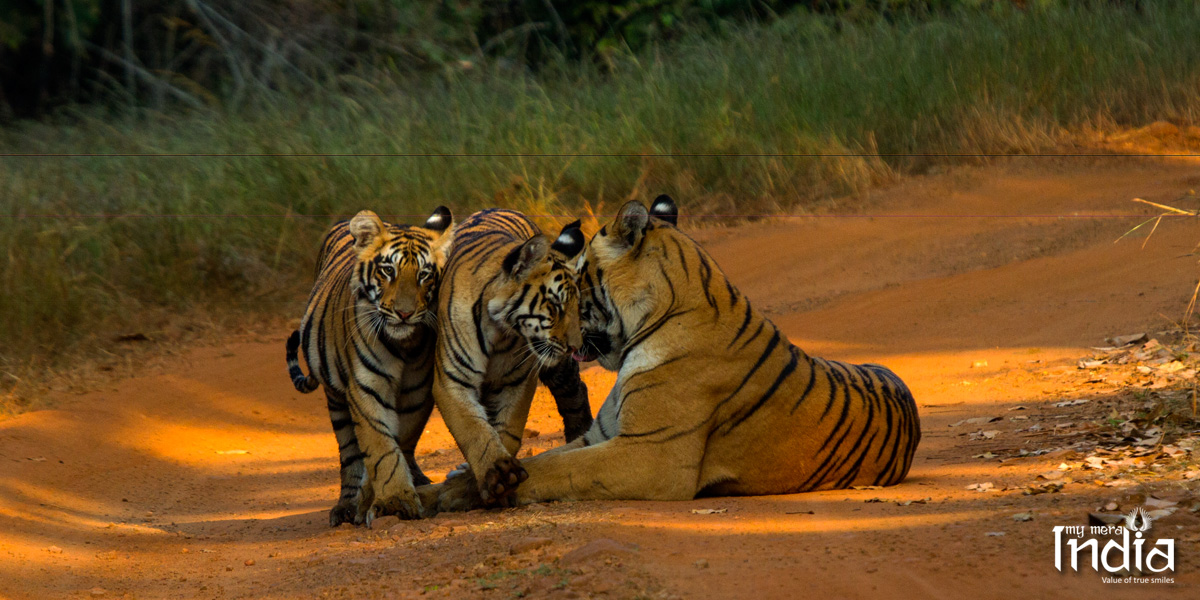 tadoba