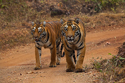 tadoba