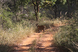 tadoba