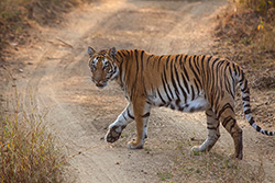 Tadoba